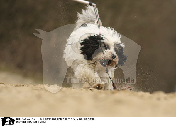 spielender Tibet Terrier / playing Tibetan Terrier / KB-02148