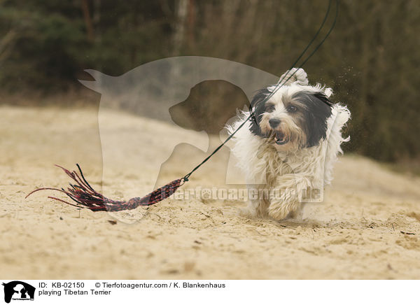 spielender Tibet Terrier / playing Tibetan Terrier / KB-02150