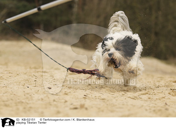 spielender Tibet Terrier / playing Tibetan Terrier / KB-02151