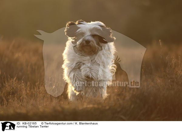 rennender Tibet Terrier / running Tibetan Terrier / KB-02165