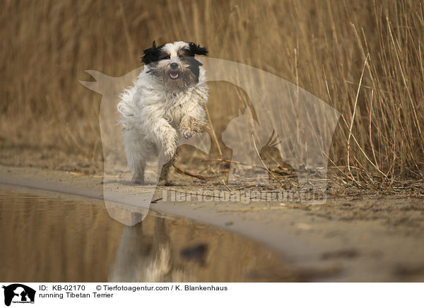 rennender Tibet Terrier / running Tibetan Terrier / KB-02170