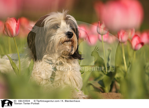 Tibet-Terrier Portrait / Tibetan Terrier Portrait / KB-03504