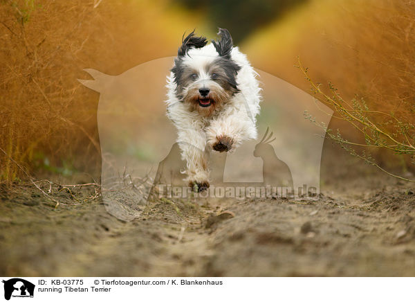 rennender Tibet-Terrier / running Tibetan Terrier / KB-03775