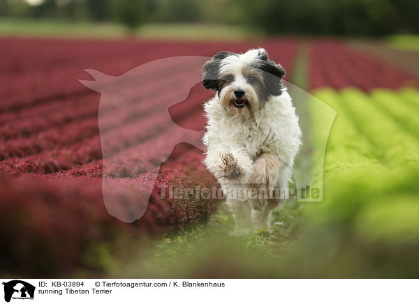 rennender Tibet-Terrier / running Tibetan Terrier / KB-03894