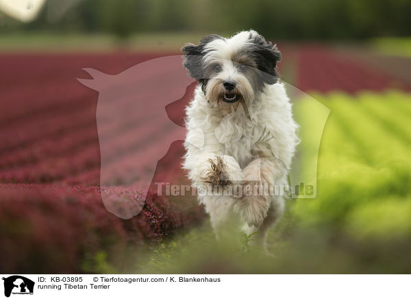 rennender Tibet-Terrier / running Tibetan Terrier / KB-03895
