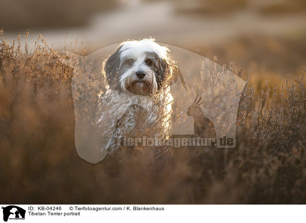 Tibet-Terrier Portrait / Tibetan Terrier portrait / KB-04246