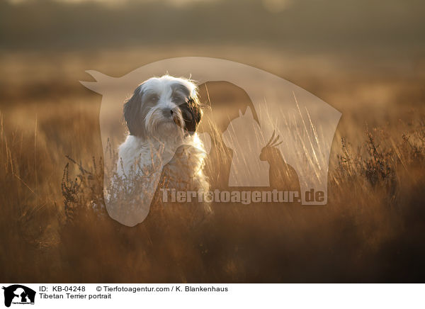 Tibet-Terrier Portrait / Tibetan Terrier portrait / KB-04248