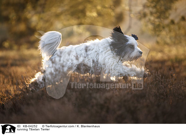 rennender Tibet-Terrier / running Tibetan Terrier / KB-04252