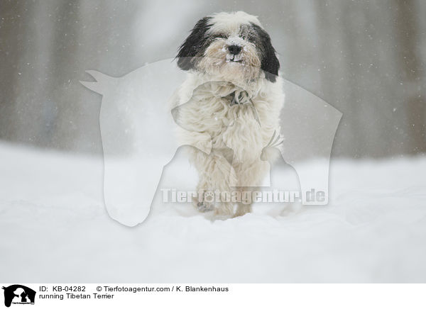 rennender Tibet-Terrier / running Tibetan Terrier / KB-04282
