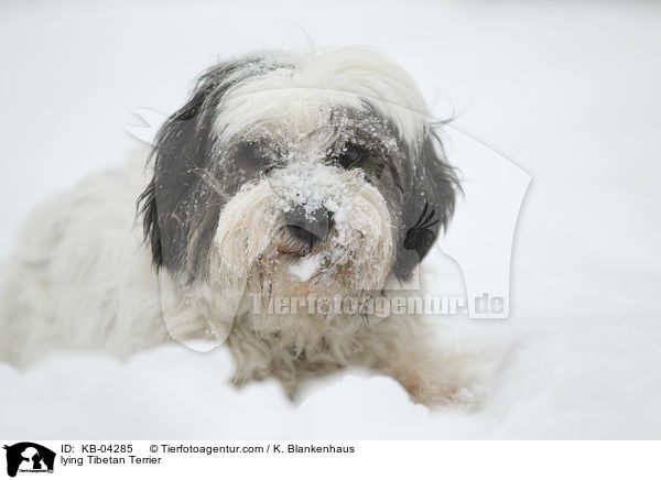 liegender Tibet-Terrier / lying Tibetan Terrier / KB-04285