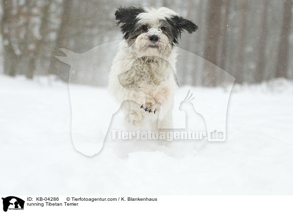 rennender Tibet-Terrier / running Tibetan Terrier / KB-04286