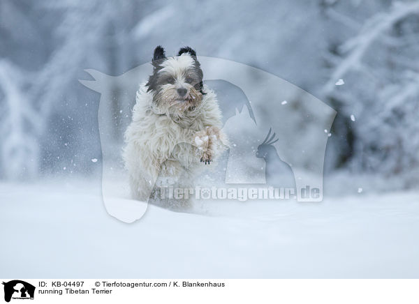 rennender Tibet-Terrier / running Tibetan Terrier / KB-04497