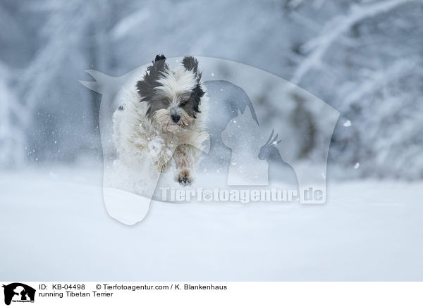 rennender Tibet-Terrier / running Tibetan Terrier / KB-04498