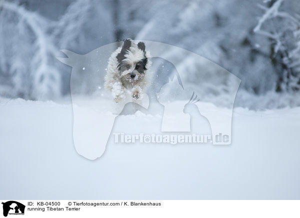 rennender Tibet-Terrier / running Tibetan Terrier / KB-04500