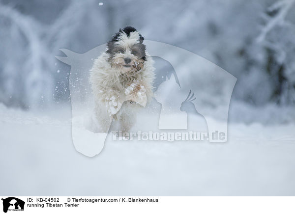 rennender Tibet-Terrier / running Tibetan Terrier / KB-04502