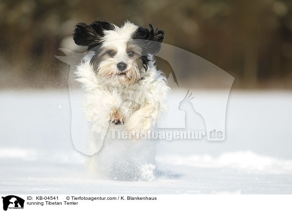 rennender Tibet-Terrier / running Tibetan Terrier / KB-04541