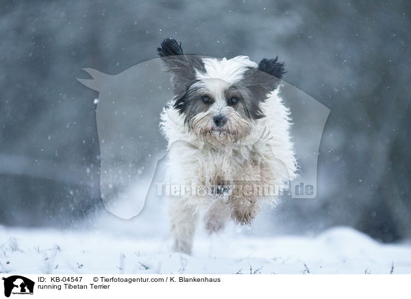 rennender Tibet-Terrier / running Tibetan Terrier / KB-04547