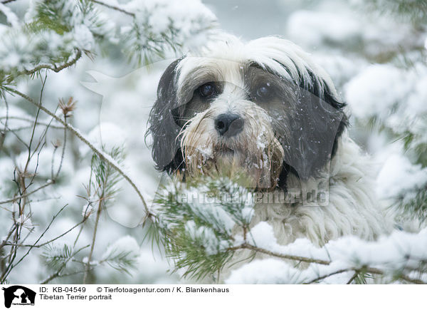 Tibet-Terrier Portrait / Tibetan Terrier portrait / KB-04549