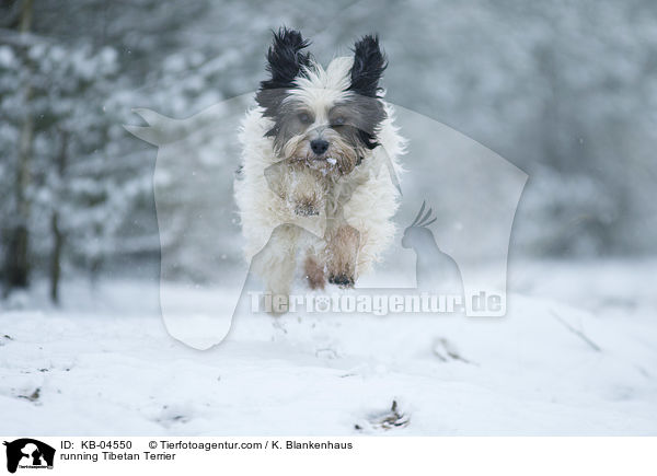 rennender Tibet-Terrier / running Tibetan Terrier / KB-04550