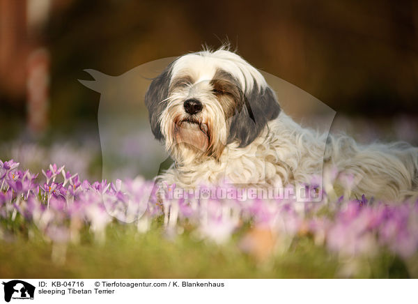 schlafender Tibet-Terrier / sleeping Tibetan Terrier / KB-04716