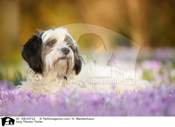 liegender Tibet-Terrier / lying Tibetan Terrier / KB-04722