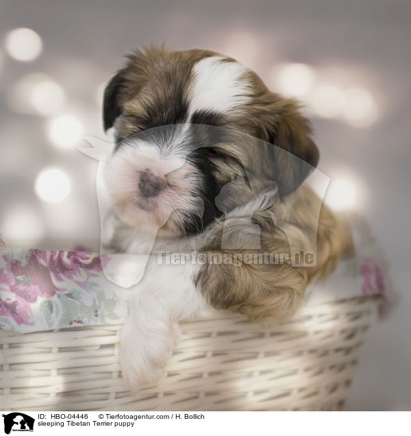 schlafender Tibet Terrier Welpe / sleeping Tibetan Terrier puppy / HBO-04446