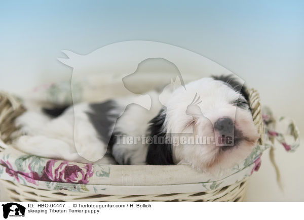 schlafender Tibet Terrier Welpe / sleeping Tibetan Terrier puppy / HBO-04447