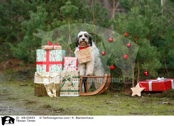 Tibet-Terrier / Tibetan Terrier / KB-05654