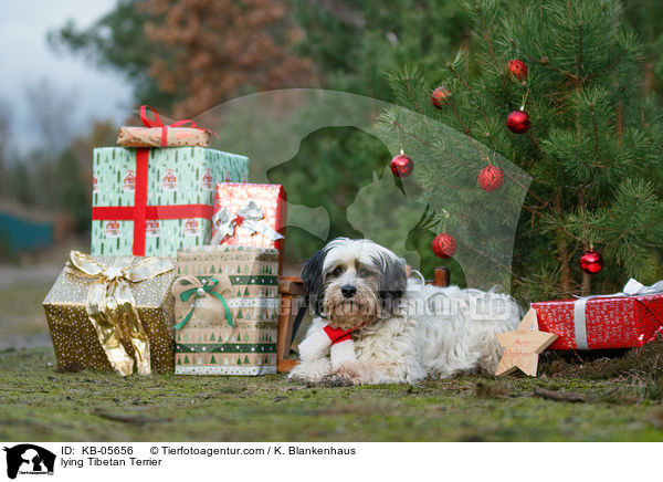 liegender Tibet-Terrier / lying Tibetan Terrier / KB-05656