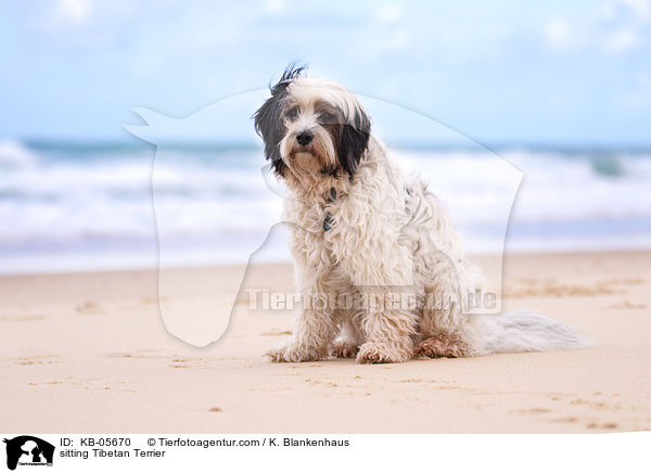 sitzender Tibet-Terrier / sitting Tibetan Terrier / KB-05670