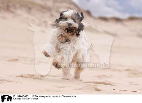 rennender Tibet-Terrier / running Tibetan Terrier / KB-05675