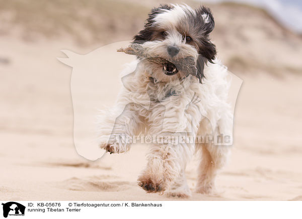 rennender Tibet-Terrier / running Tibetan Terrier / KB-05676