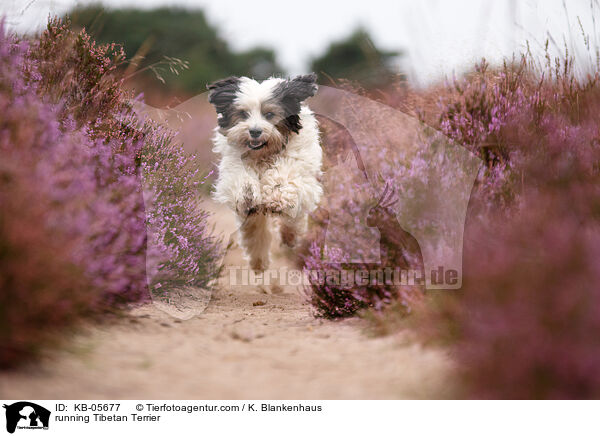 rennender Tibet-Terrier / running Tibetan Terrier / KB-05677