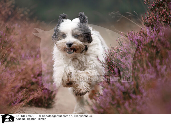 rennender Tibet-Terrier / running Tibetan Terrier / KB-05679