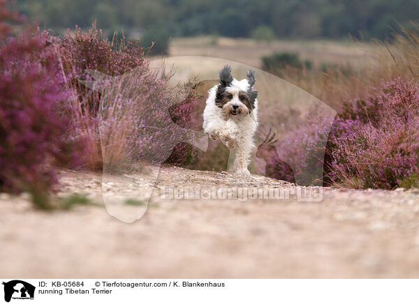 rennender Tibet-Terrier / running Tibetan Terrier / KB-05684