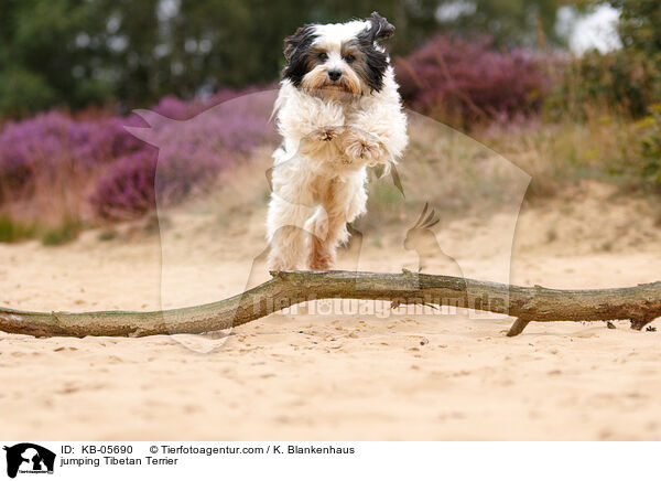 springender Tibet-Terrier / jumping Tibetan Terrier / KB-05690