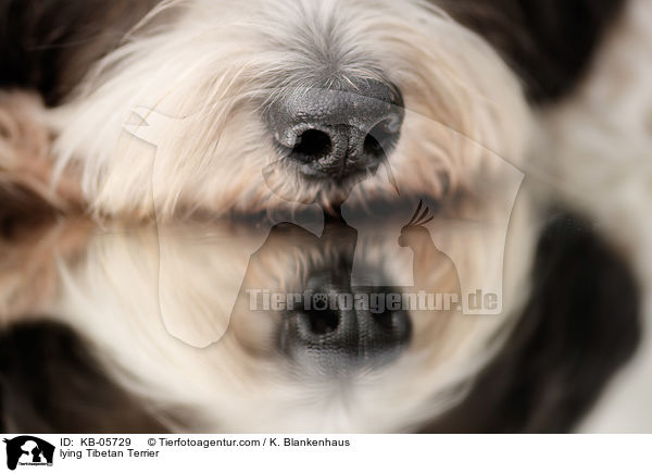 liegender Tibet-Terrier / lying Tibetan Terrier / KB-05729