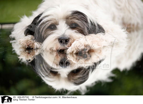 liegender Tibet-Terrier / lying Tibetan Terrier / KB-05730