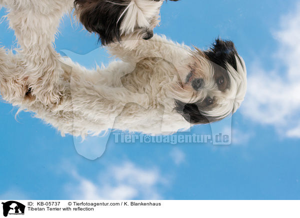 Tibet-Terrier mit Spiegelbild / Tibetan Terrier with reflection / KB-05737