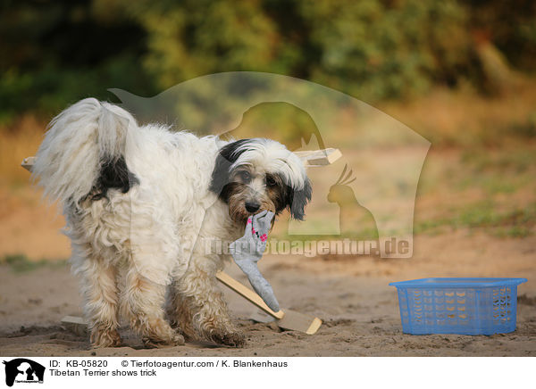 Tibet-Terrier zeigt Trick / Tibetan Terrier shows trick / KB-05820