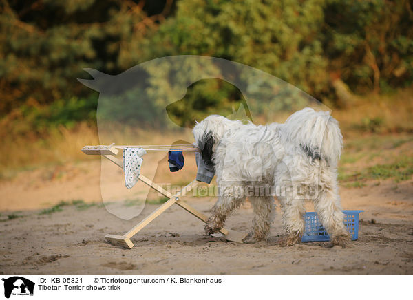 Tibet-Terrier zeigt Trick / Tibetan Terrier shows trick / KB-05821