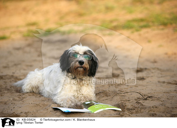 liegender Tibet-Terrier / lying Tibetan Terrier / KB-05824