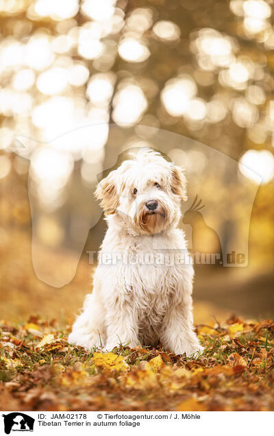 Tibet-Terrier im Herbstlaub / Tibetan Terrier in autumn foliage / JAM-02178