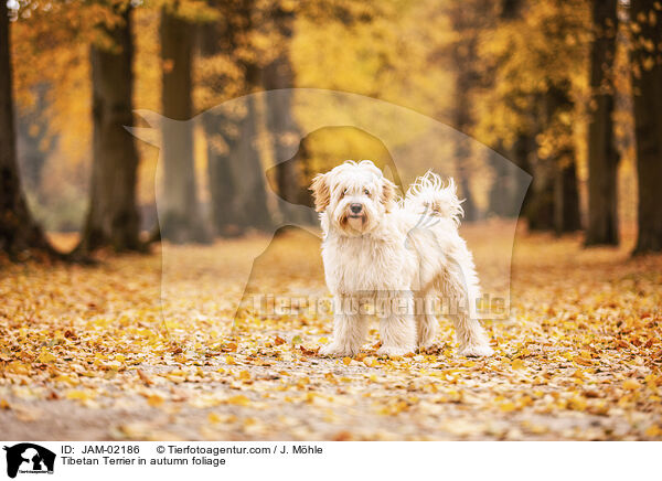 Tibet-Terrier im Herbstlaub / Tibetan Terrier in autumn foliage / JAM-02186