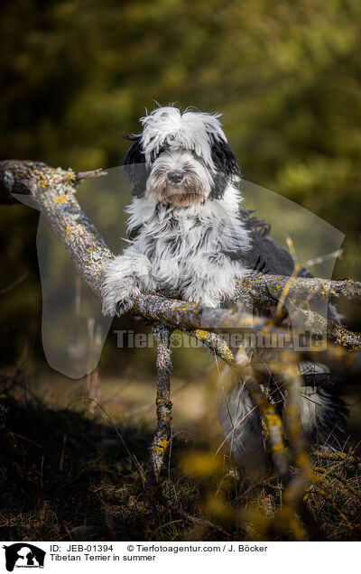 Tibet-Terrier im Sommer / Tibetan Terrier in summer / JEB-01394