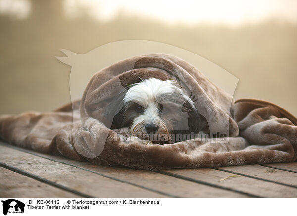 Tibet-Terrier mit Decke / Tibetan Terrier with blanket / KB-06112