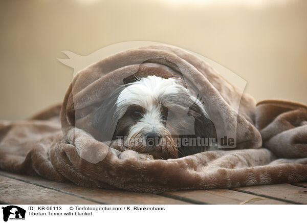 Tibet-Terrier mit Decke / Tibetan Terrier with blanket / KB-06113