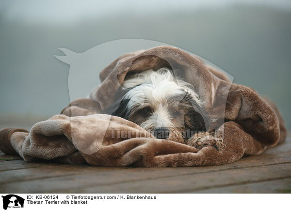 Tibet-Terrier mit Decke / Tibetan Terrier with blanket / KB-06124