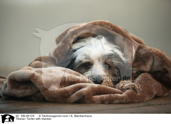 Tibet-Terrier mit Decke / Tibetan Terrier with blanket / KB-06125