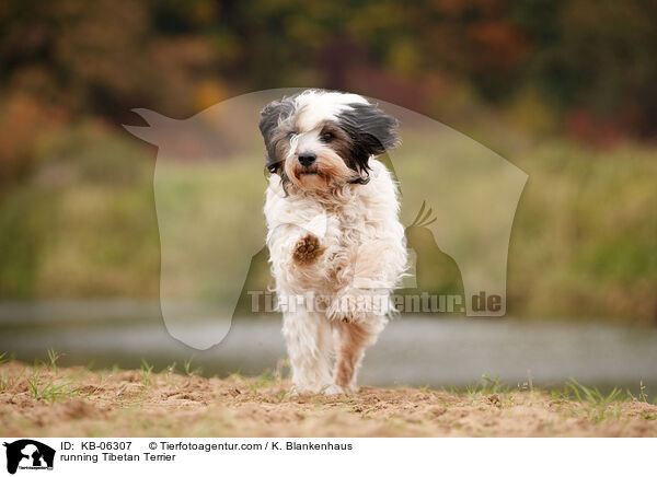 rennender Tibet-Terrier / running Tibetan Terrier / KB-06307